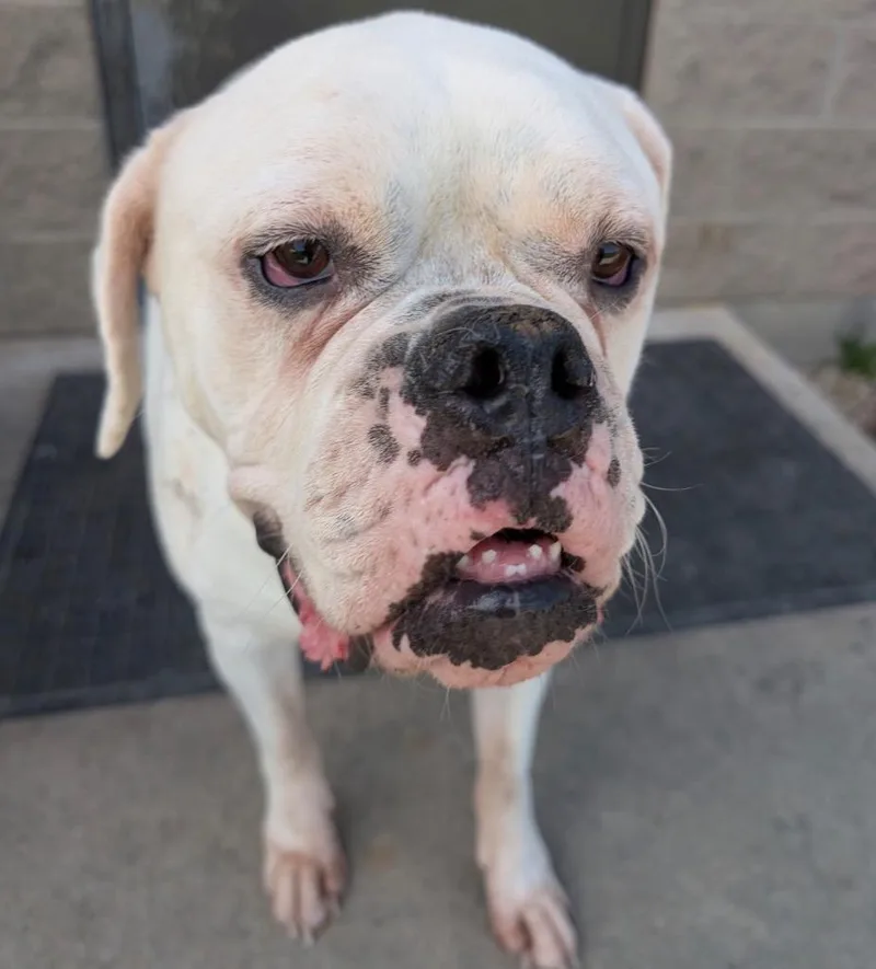 An adult large-sized male American Bulldog dog named Cubone for adoption in Defiance, OH