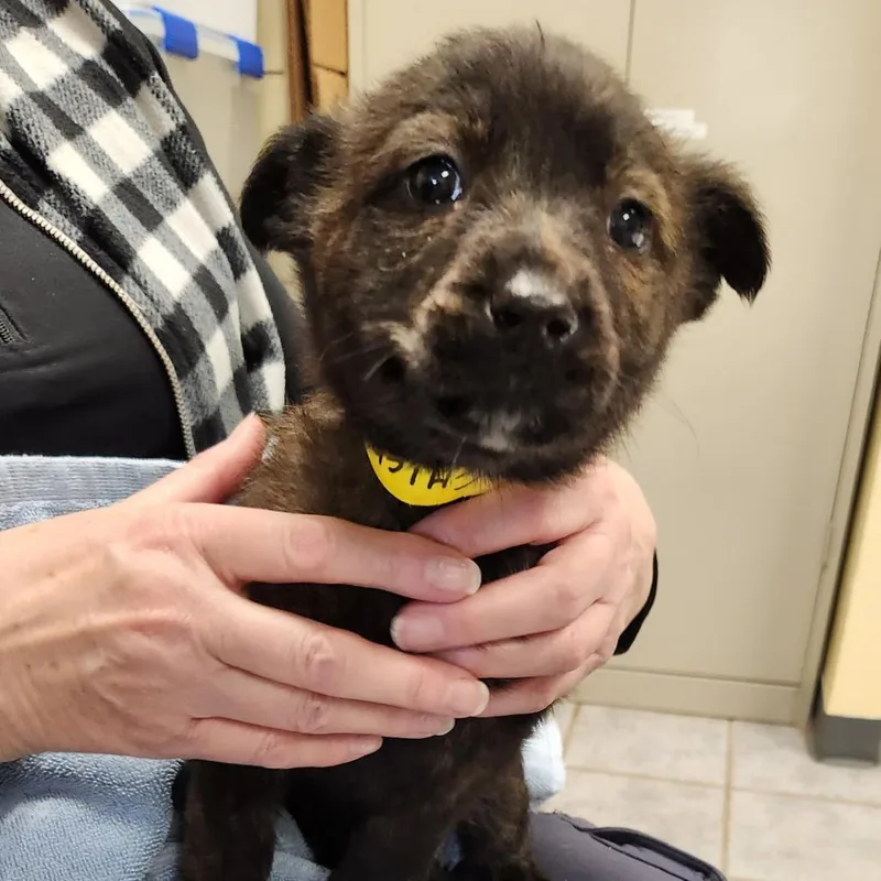 Spring Pup: Chick thumbnail 2