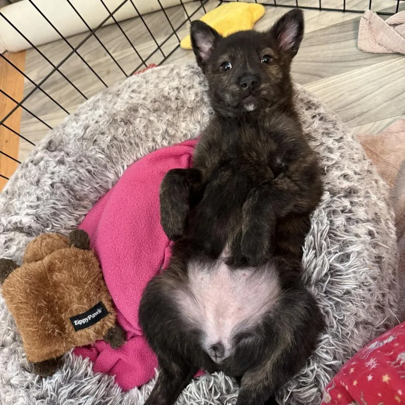 Spring Pup: Chick thumbnail 5