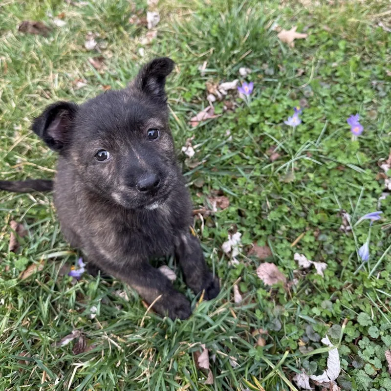 Spring Pup: Chick thumbnail 6