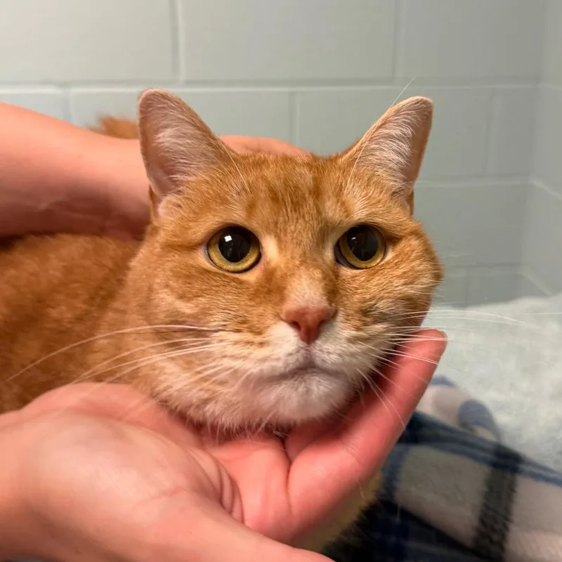 An adult large-sized female Domestic Short Hair cat named Izzy for adoption in Fredericksburg, VA