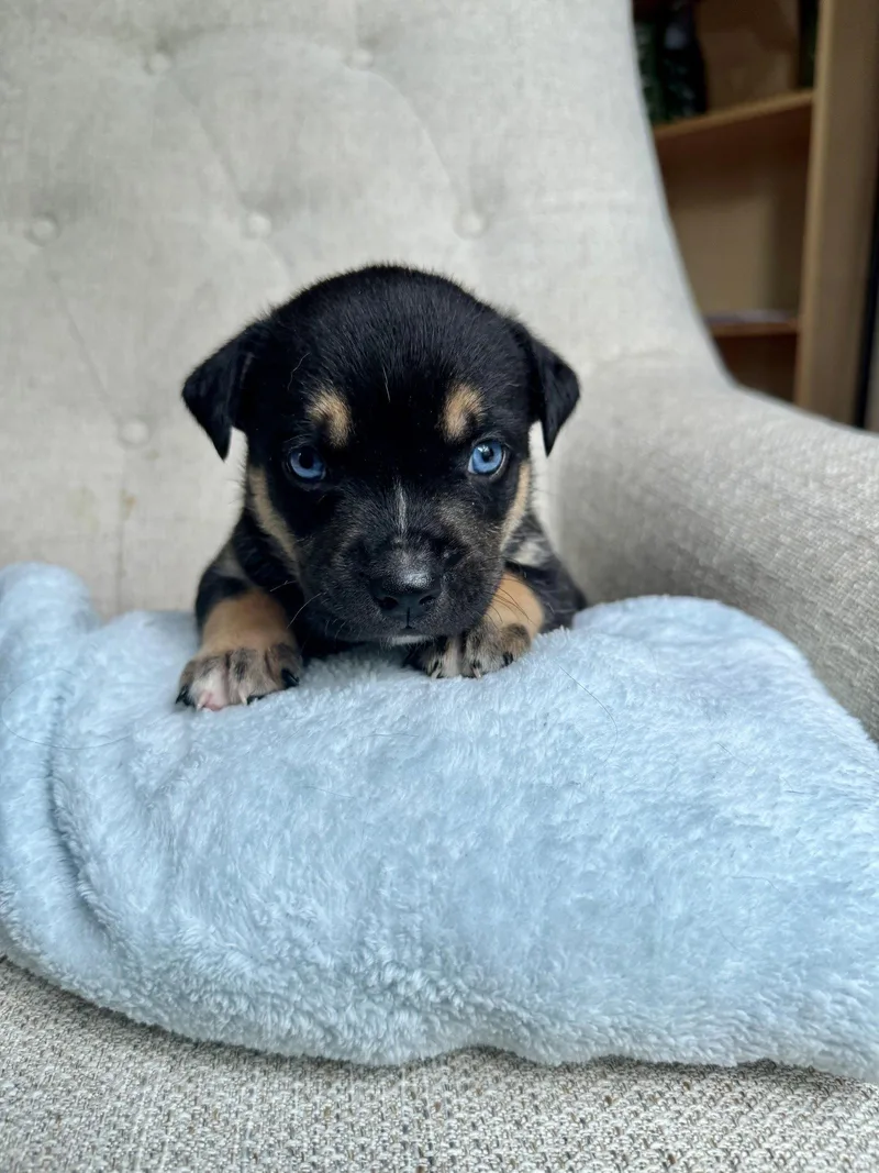 A baby medium-sized male American Staffordshire Terrier dog named Georgie Nuggets Litter for adoption in Holly Springs, NC