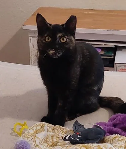 A baby small-sized female Domestic Short Hair cat named Torte for adoption in Divide, CO