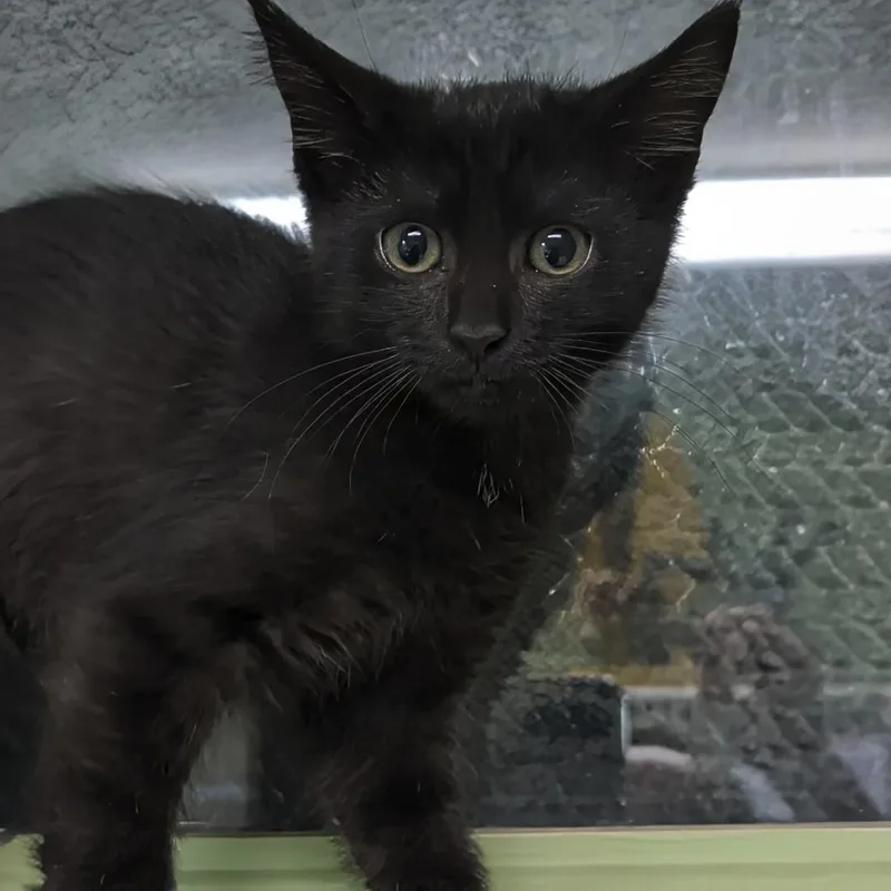 A baby small-sized female Black Domestic Short Hair cat named Rosie for adoption in West Jefferson, OH