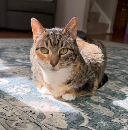 An adult medium-sized female Domestic Short Hair cat named Mollie for adoption in Fairfax, VA