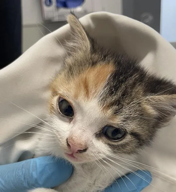An adult small-sized female Domestic Short Hair cat named Ena for adoption in El Cajon, CA