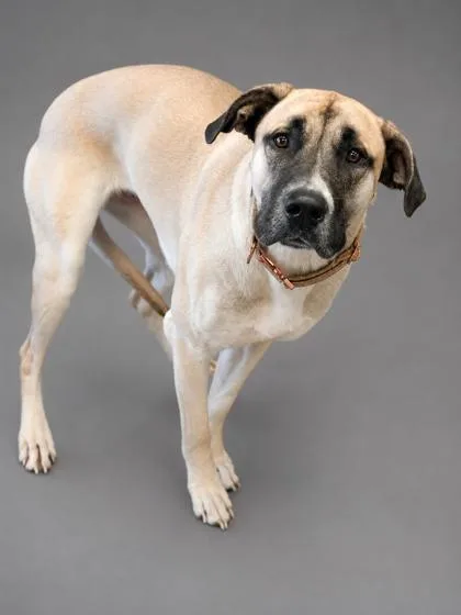 A young large-sized female Great Dane dog named Luna for adoption in Bowling Green, KY