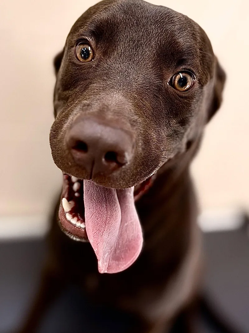An adult medium-sized male Labrador Retriever dog named Hank for adoption in Hilton Head Island, SC