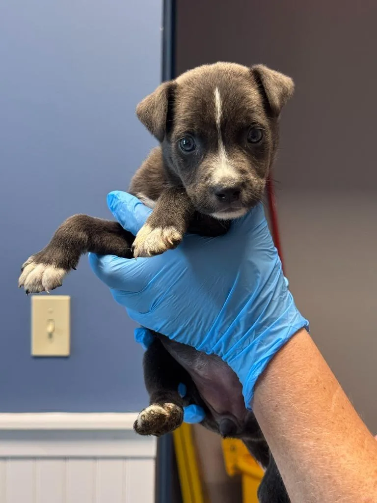 A baby large-sized female Pit Bull Terrier dog named Letti for adoption in Chillicothe, OH