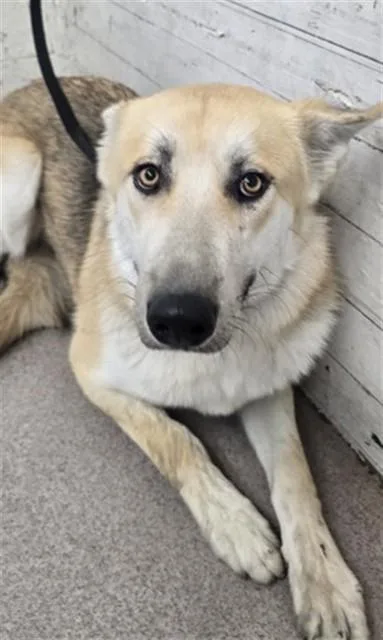 A young large-sized female German Shepherd Dog dog named Rylee for adoption in San Bernardino, CA