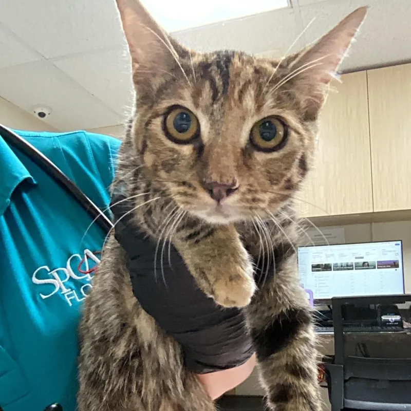 A young medium-sized female Torbie Domestic Short Hair cat named Sabrina for adoption in Lakeland, FL