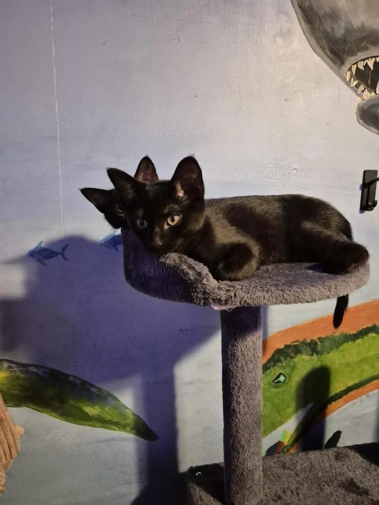 A baby small-sized female Domestic Short Hair cat named Moonlight for adoption in Dallas, TX