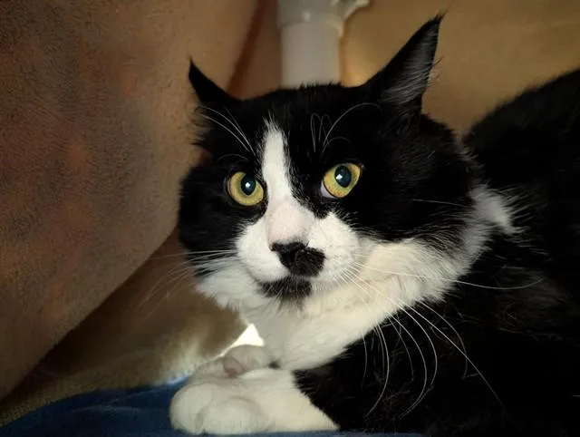 Sylvester