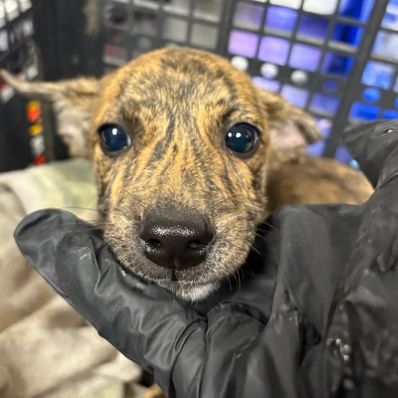 A baby small-sized male Brindle Chihuahua dog named Timmy for adoption in Yuma, AZ