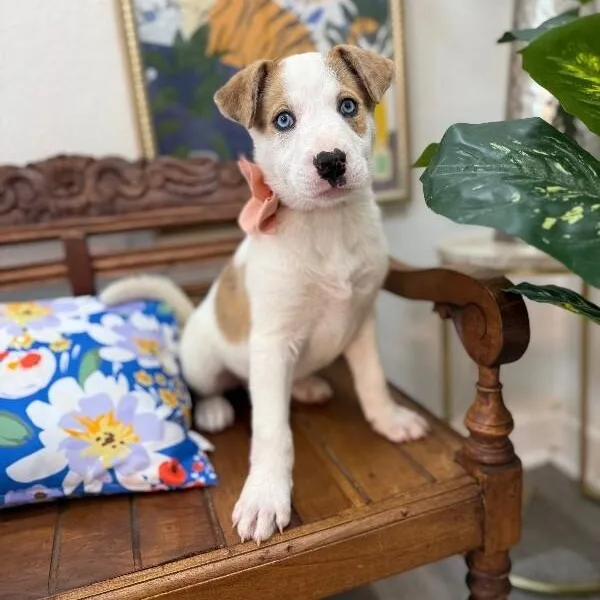 A baby medium-sized female White / Cream Pit Bull Terrier dog named Betty White for adoption in Friendswood, TX