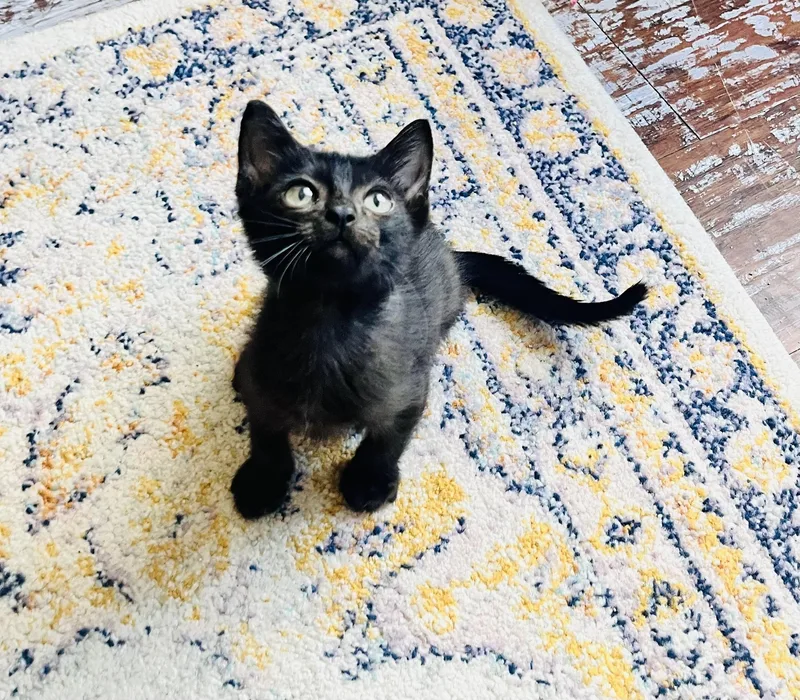 Indigo