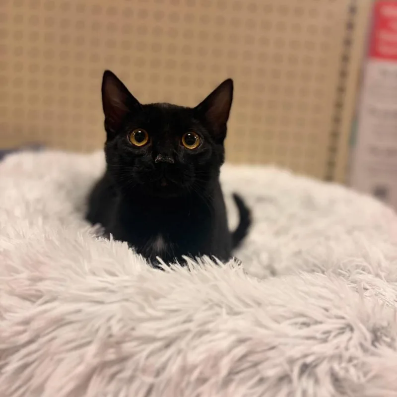 A baby small-sized male Black American Shorthair cat named Mars for adoption in Brevard, NC