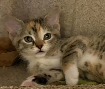 A baby small-sized female Domestic Short Hair cat named Waikiki for adoption in Washington, DC