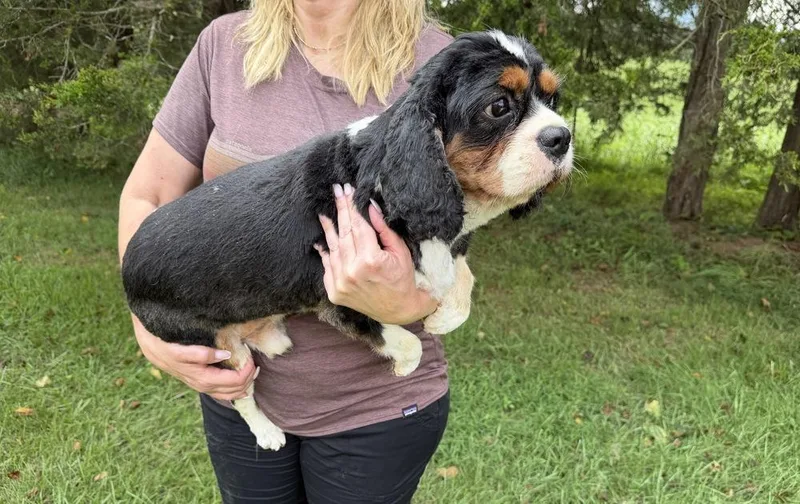 Duke Cavalier