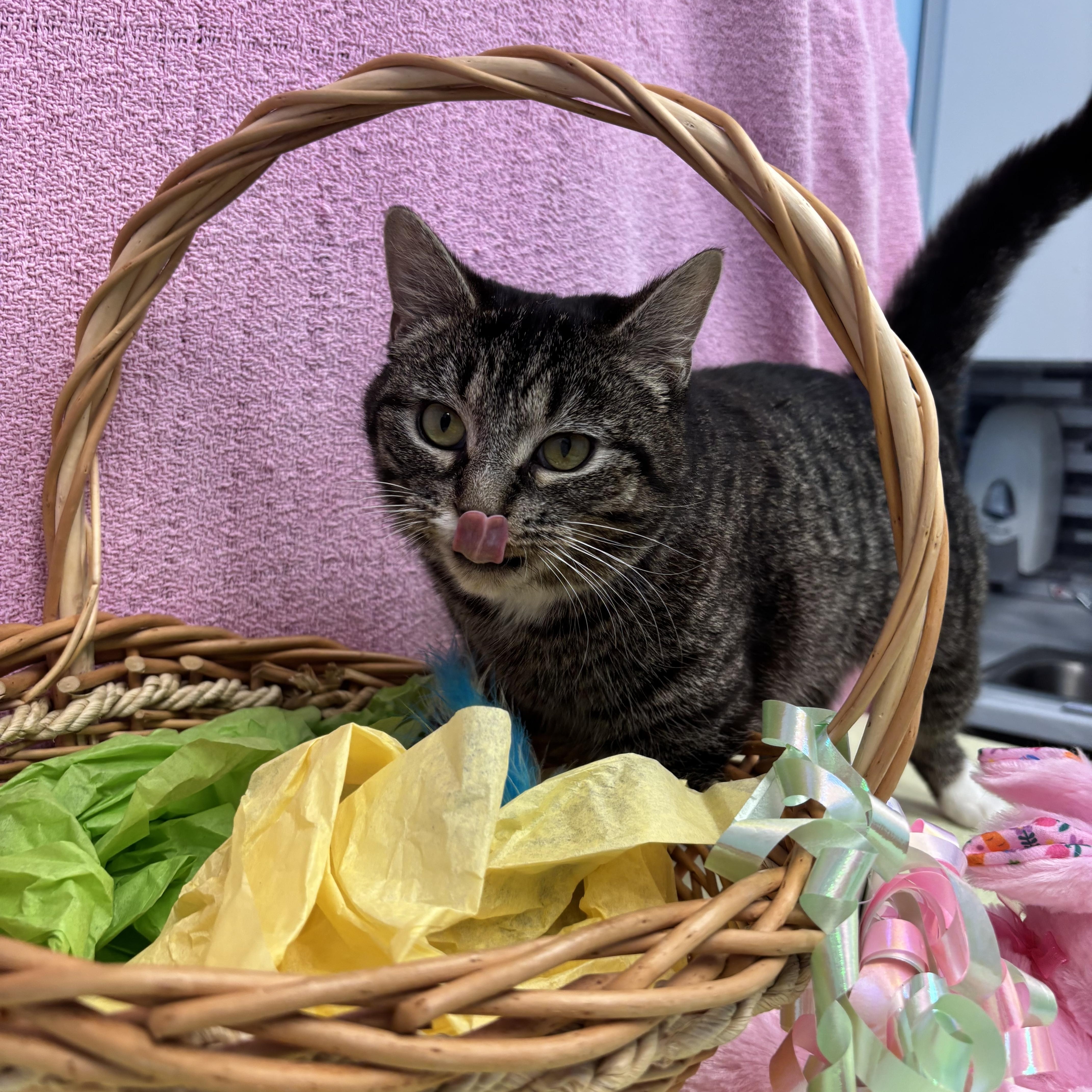 Pistachio thumbnail 3