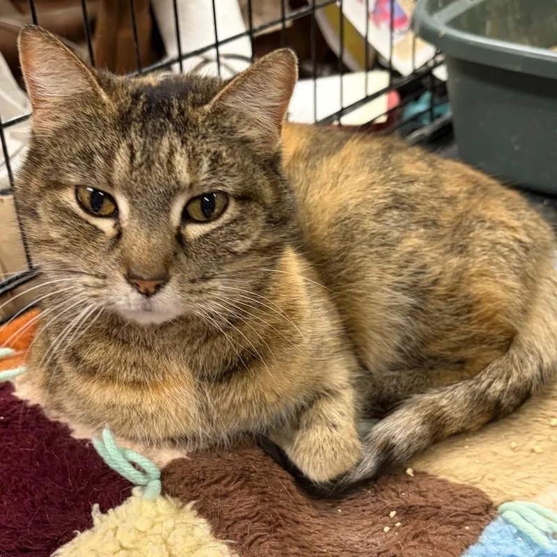 Tawny