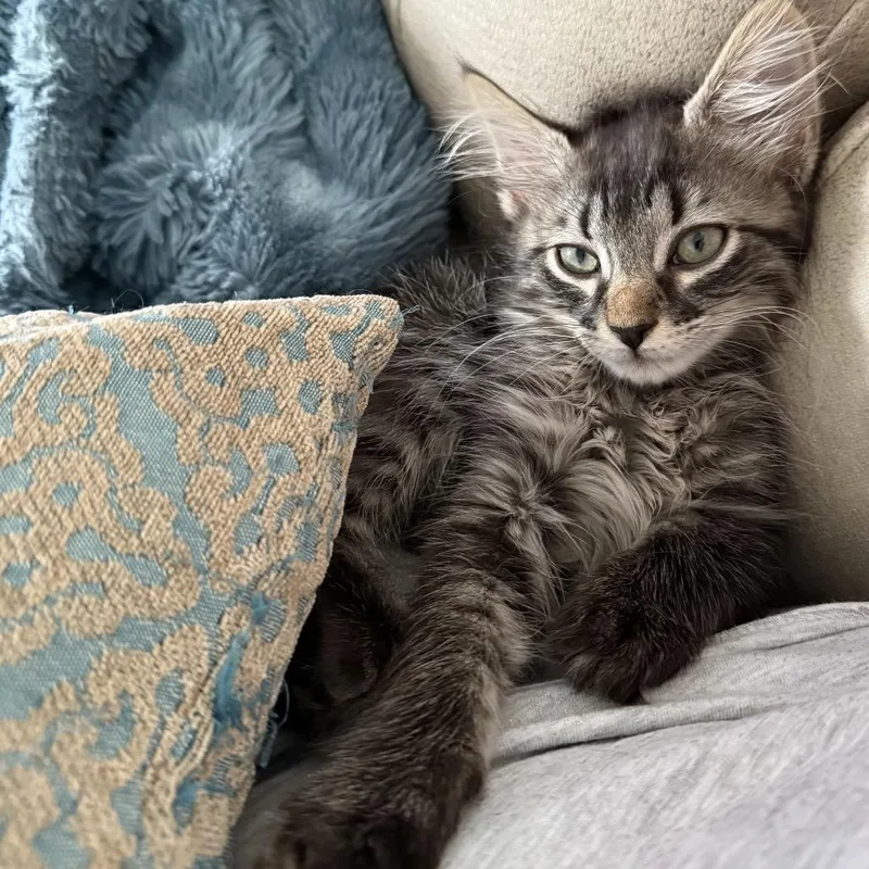 A baby small-sized male Brown / Chocolate Domestic Short Hair cat named Chiffonade for adoption in Frederick, MD