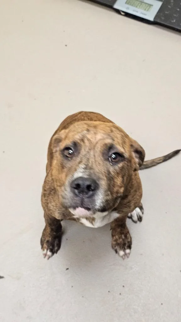 A baby medium-sized female Boxer dog named Kenya for adoption in Crossville, TN