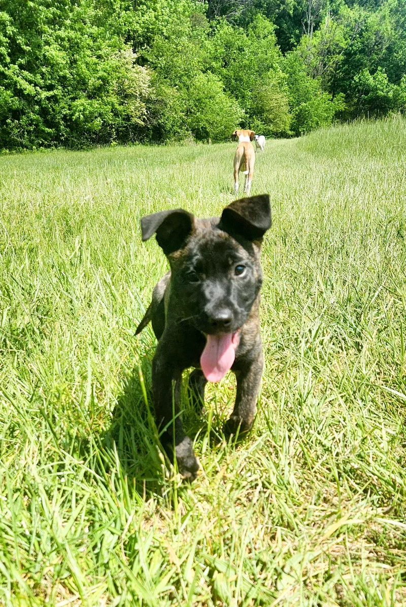 Bruno thumbnail 2