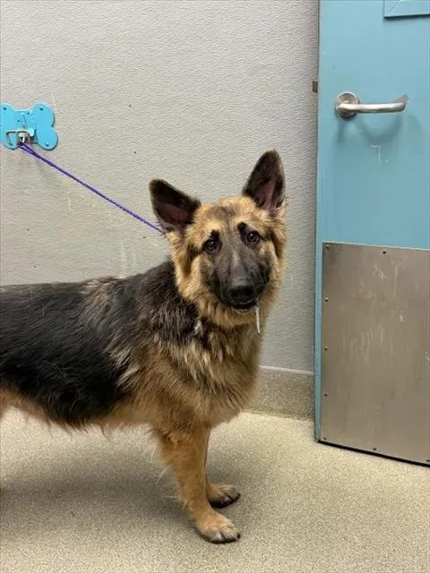 An adult large-sized male German Shepherd Dog dog named Prince for adoption in Las Vegas, NV