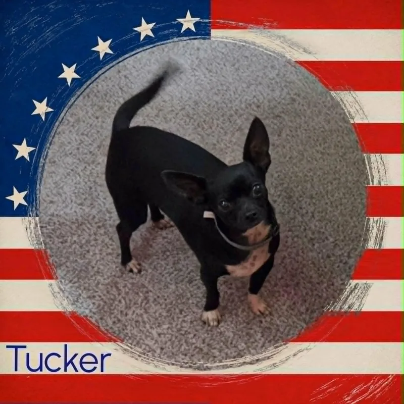 A young small-sized male Black Chihuahua dog named Tucker for adoption in Grove, OK