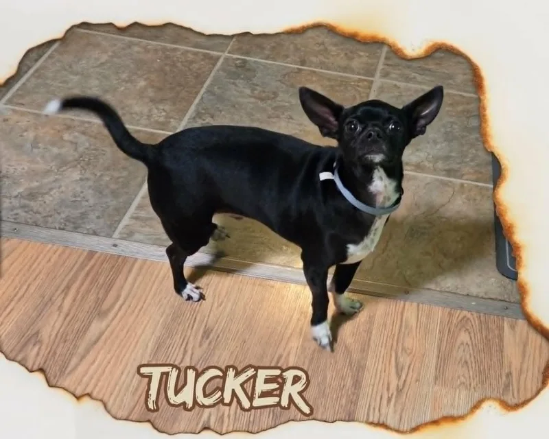 Tucker thumbnail 2