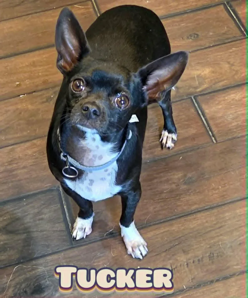 Tucker thumbnail 3