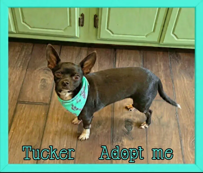 Tucker thumbnail 4