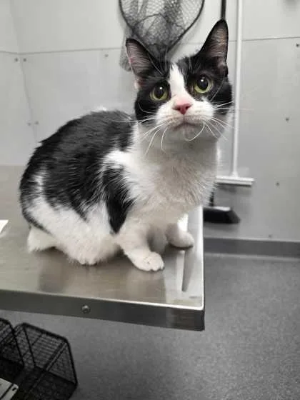 A senior medium-sized female Domestic Short Hair cat named Shasta for adoption in Sevierville, TN