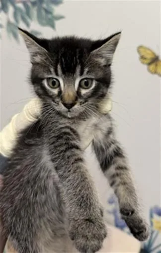 A baby small-sized female Domestic Short Hair cat named Nyla for adoption in Hayward, CA