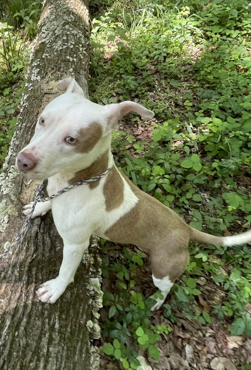 A young medium-sized male Pit Bull Terrier dog named Toby Dixon for adoption in Rockaway, NJ