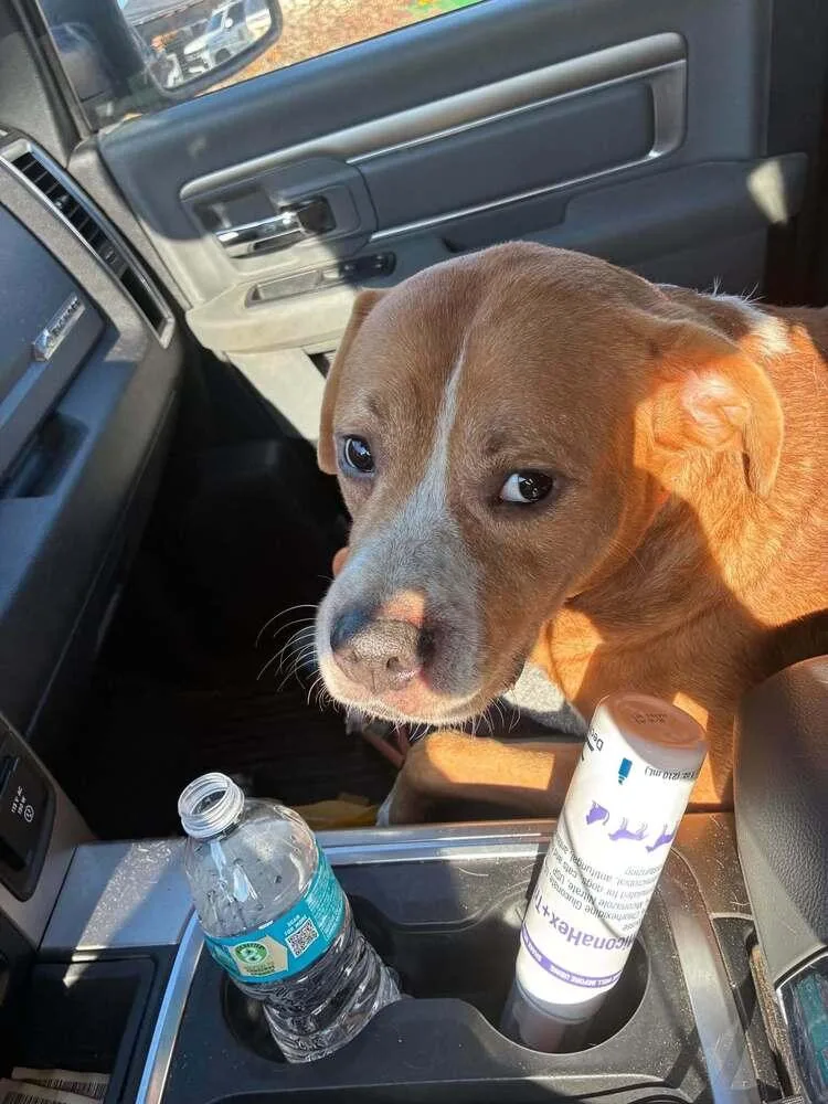 An adult medium-sized male American Bulldog dog named Lucky for adoption in Milton, FL