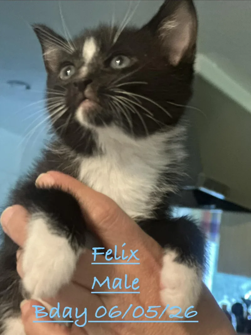 A baby small-sized male Black & White / Tuxedo Domestic Short Hair cat named Felix for adoption in Johnson City, TN