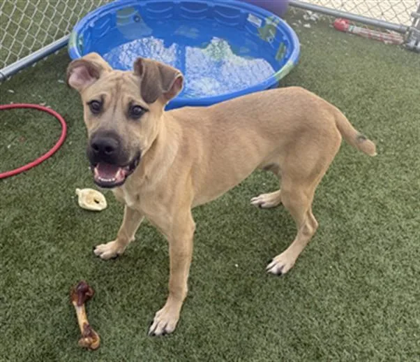 A young medium-sized male Labrador Retriever dog named Radio for adoption in Toledo, OH