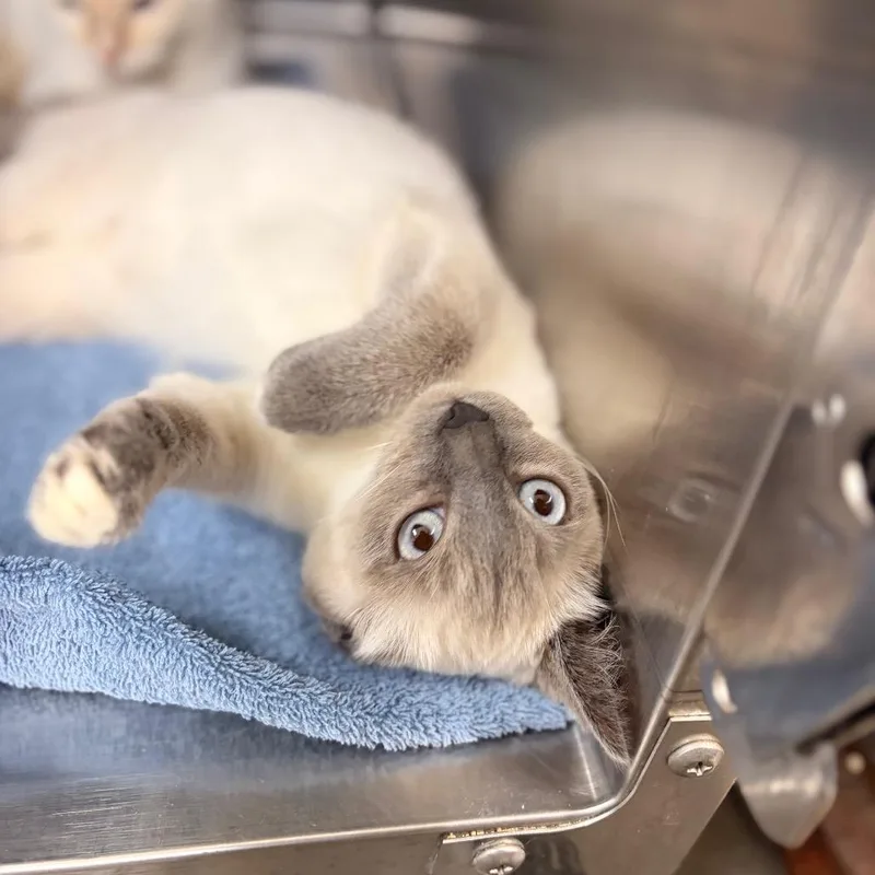 A baby small-sized female Domestic Short Hair cat named Gucci for adoption in Spokane, WA