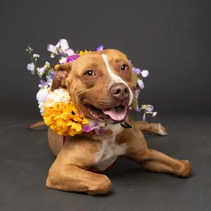 Sugarloaf thumbnail 2