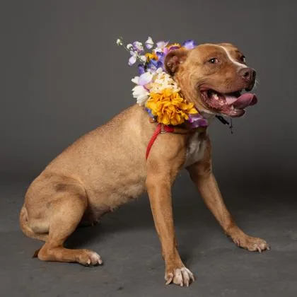 Sugarloaf thumbnail 3