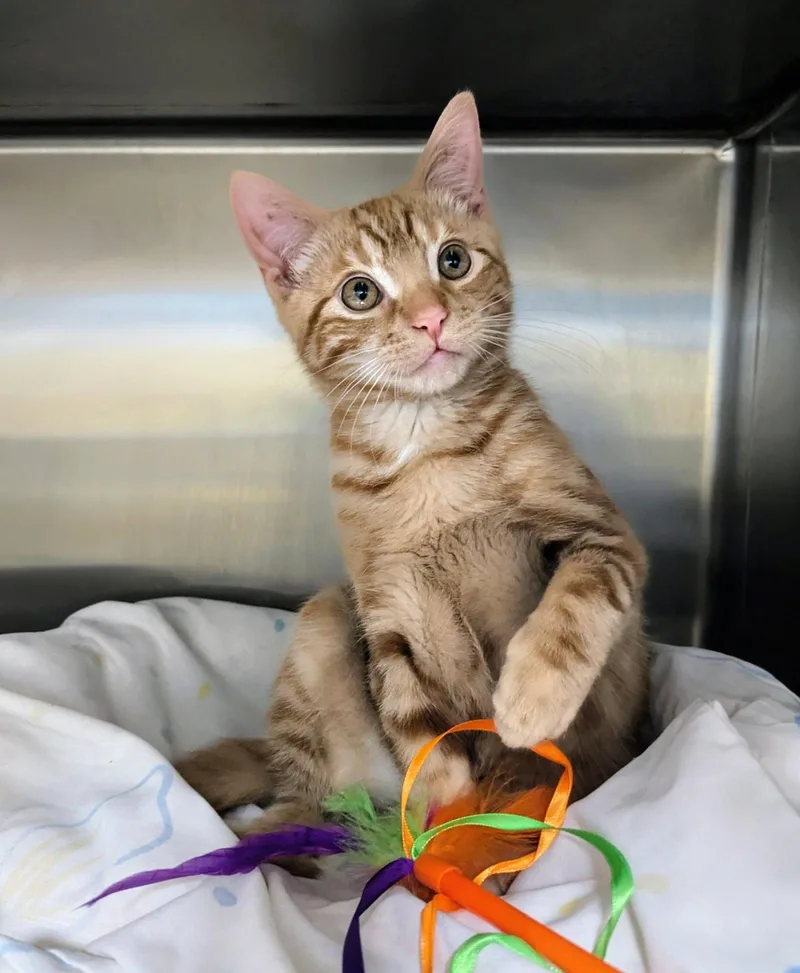 A baby medium-sized male Orange / Red Domestic Short Hair cat named Victor Valentine for adoption in Trenton, NJ