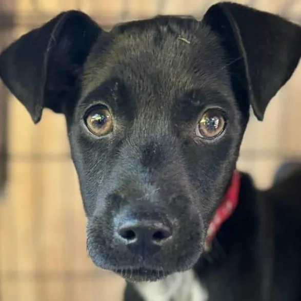 Lucas Junior “your Cuddle