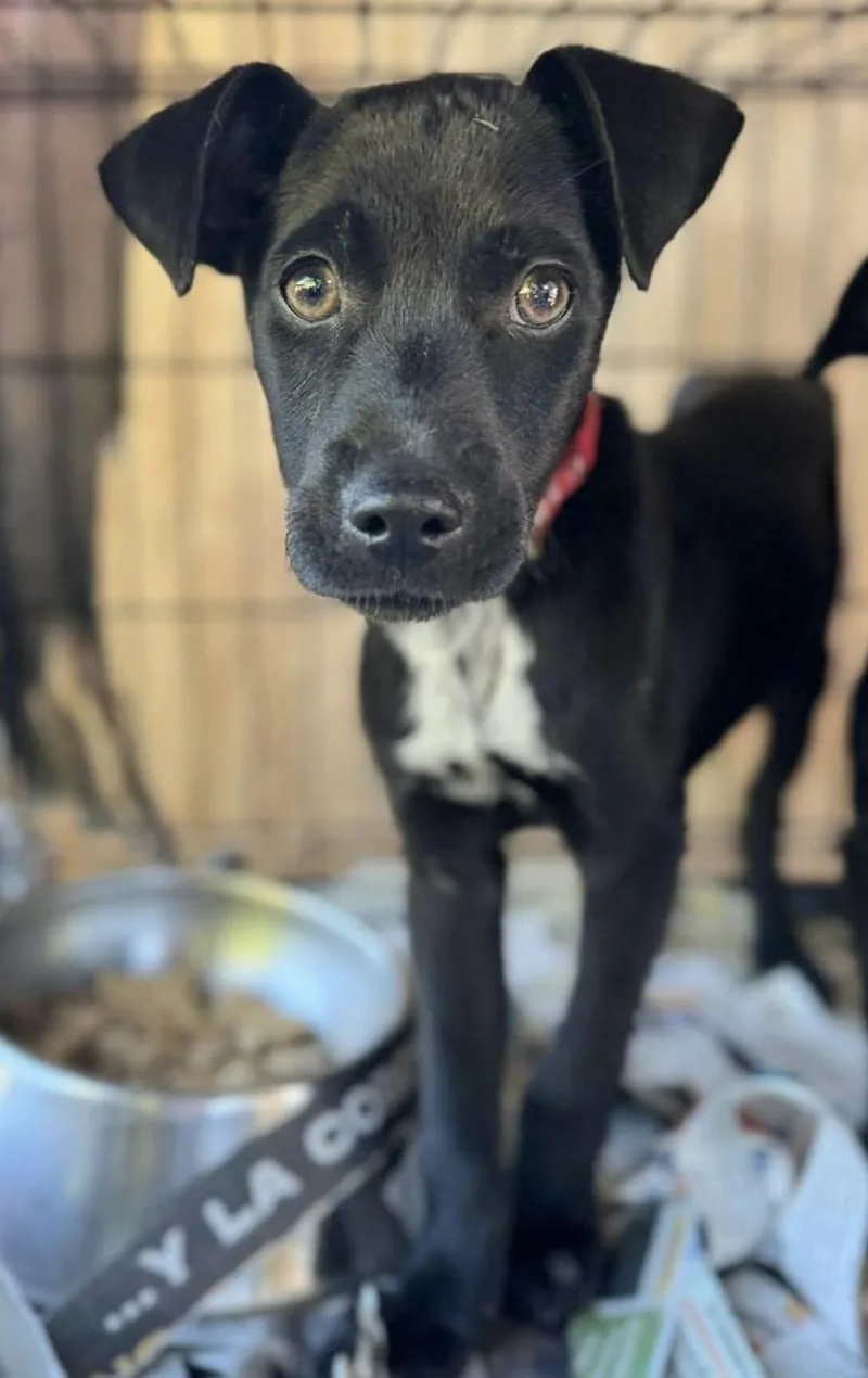 Lucas Junior “your Cuddle thumbnail 2