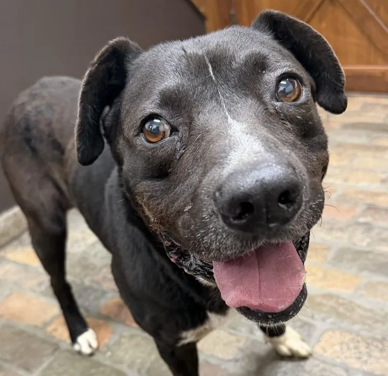 A young large-sized male Black Akita dog named Blackie for adoption in Frazier Park, CA