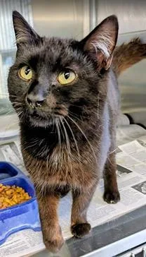 An adult medium-sized male Domestic Medium Hair cat named Romeo for adoption in Fairfax, VA