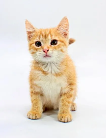 A baby small-sized female Domestic Short Hair cat named Starburst for adoption in Morton Grove, IL