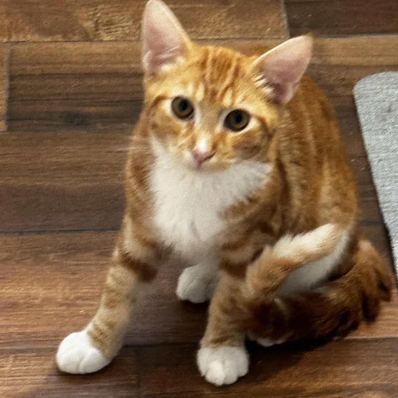 Hera  The orange