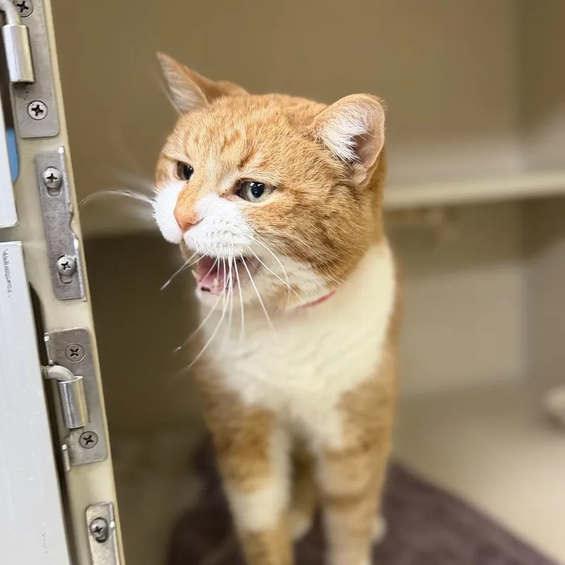 A senior medium-sized female Orange / Red Domestic Short Hair cat named Georgia for adoption in Hamburg, NY